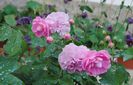 Harlow Carr