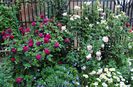 Munstead Wood si Eden Rose