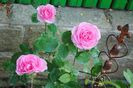 Gertrude Jekyll