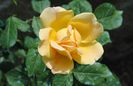 Golden Celebration,prima floare:))