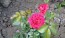 necunoscut roz,primele  flori:))