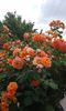 20150527_103805