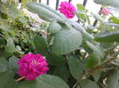 Rose de Reht
