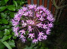 Allium Purple Sensation (2015, May 15)