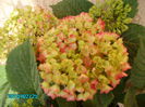 hortensie 