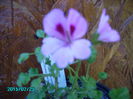 PICT2085