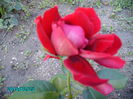 PICT2095