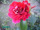 PICT2096
