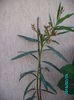 PICT2077