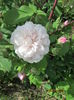 Blush Noisette