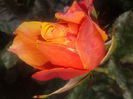 Cherrry Brandy