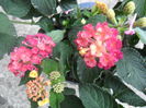 lantana cherise