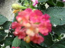 SAM_5418