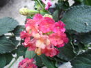 SAM_5419