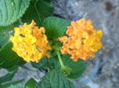 SAM_5420