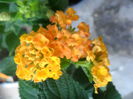 SAM_5421