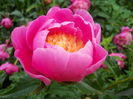 DSCN7236