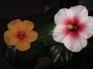 Picture My plants 3432