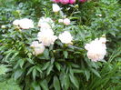 DSCN7295