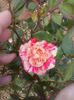 mini rosa