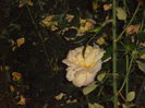 P5250239