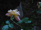 P5250246
