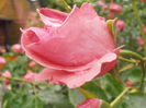 P5260287