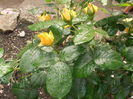 P5260368