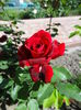 DSC09423
