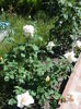 DSC09428