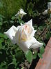 DSC09429