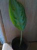 Aglaonema commutatum - 05.05.2015