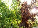 DSCF6436