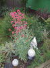 centranthus ruber coccineus