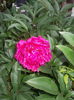 DSCN1864