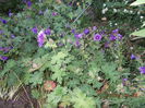 DSCN1918