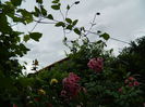 DSCN8211