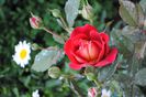 lami-des-jardins(Guillot),prima floare:))