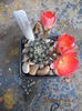 rebutia pigmeya