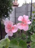 muscata eduard flecks 