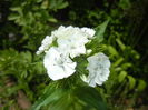 Dianthus barbatus (2015, May 16)