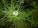 Nigella damascena (2015, May 16)
