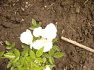 Rosa Morsdag alb