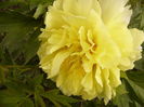 Paeonia Bartzela -itoh-