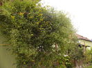 Clematis Tangutica- Golden Tiara-