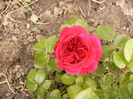 Rosa Leonardo da Vinci