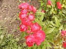 P1240464