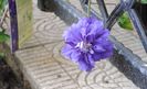 clematis Kiri te Kanawa