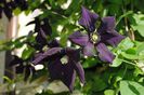 clematis Romantika