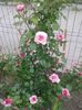 20150528_191846